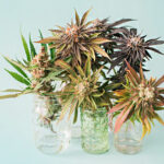 Thinking about hand tufted rugs