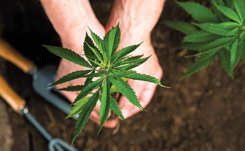 THE ROLE OF PROPER DRAINAGE IN CANNABIS PLANT HEALTH AND YIELD