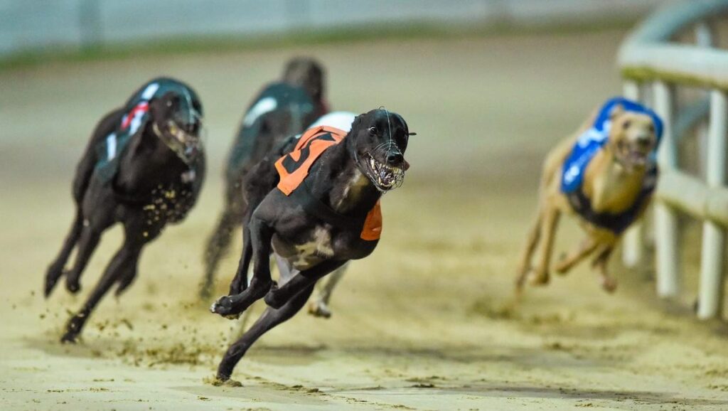 How To Use A Greyhounds Betting Exchange - Brace Strategy