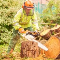 Arborists in Storm Damage