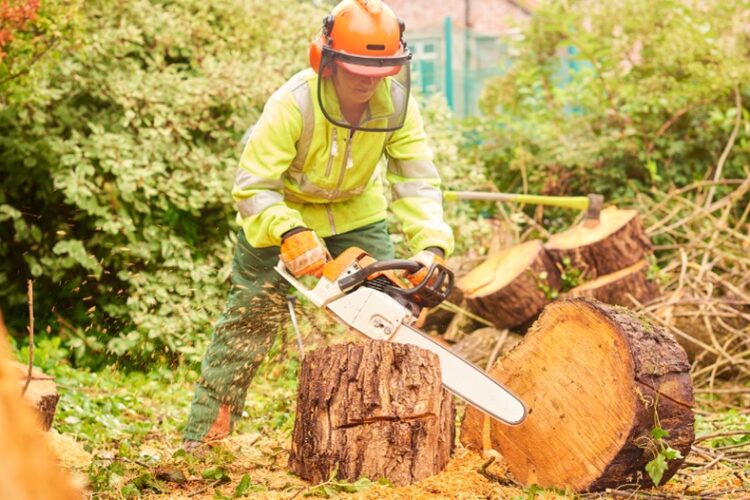 Arborists in Storm Damage