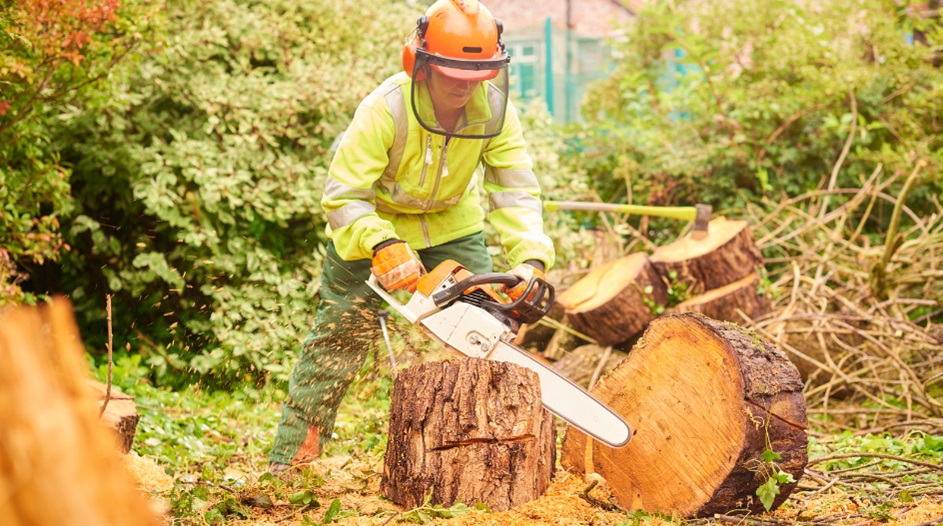 Arborists in Storm Damage